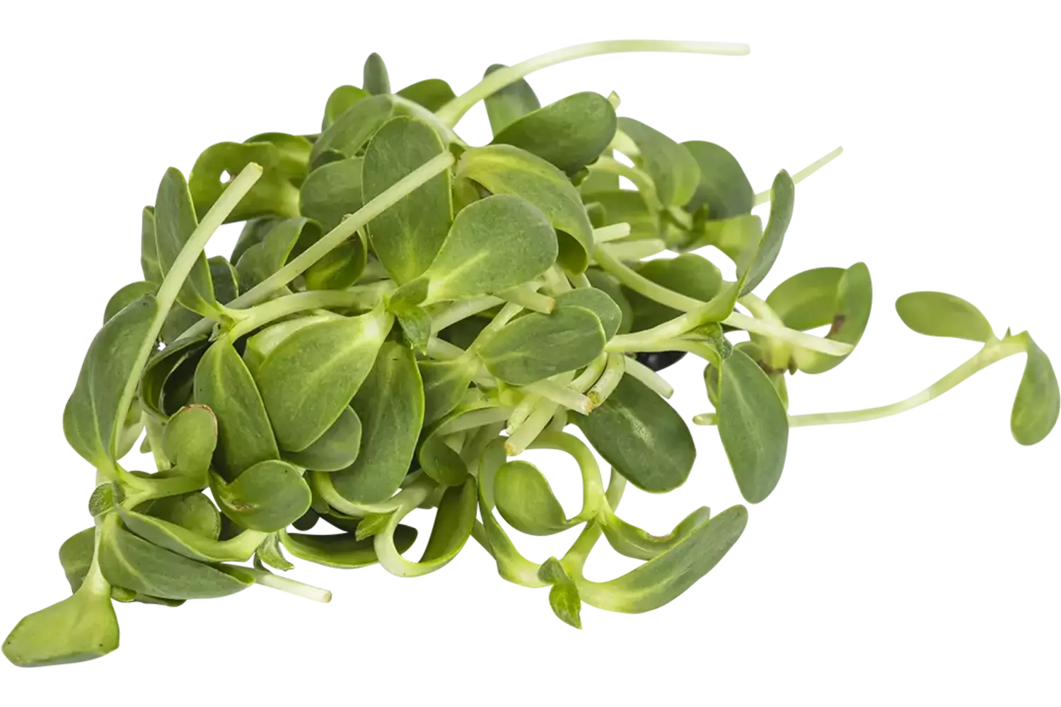 Zonnebloem cress 50gr stuk 1